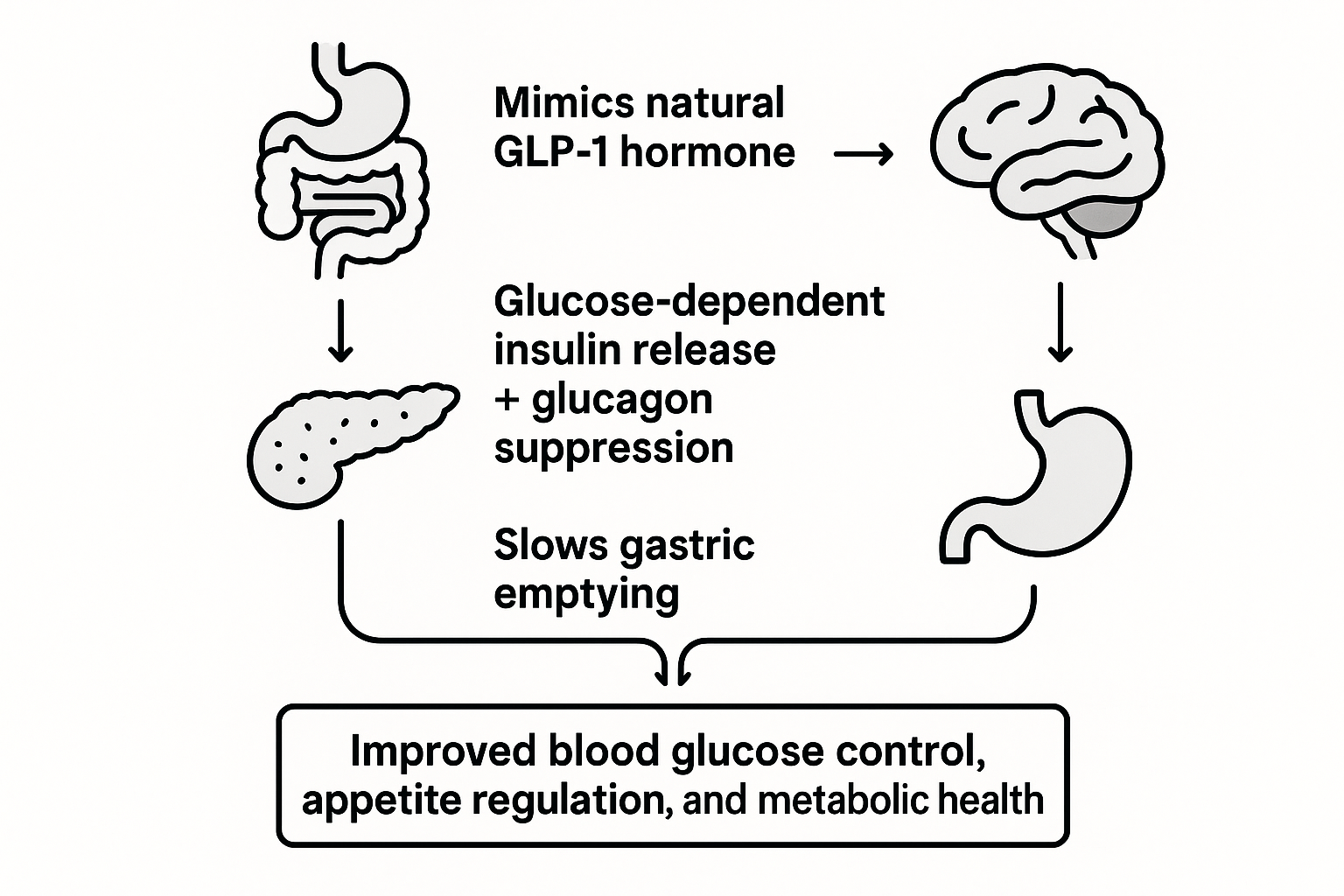 Flow diagram of the key biological effects of GLP-1 treatments